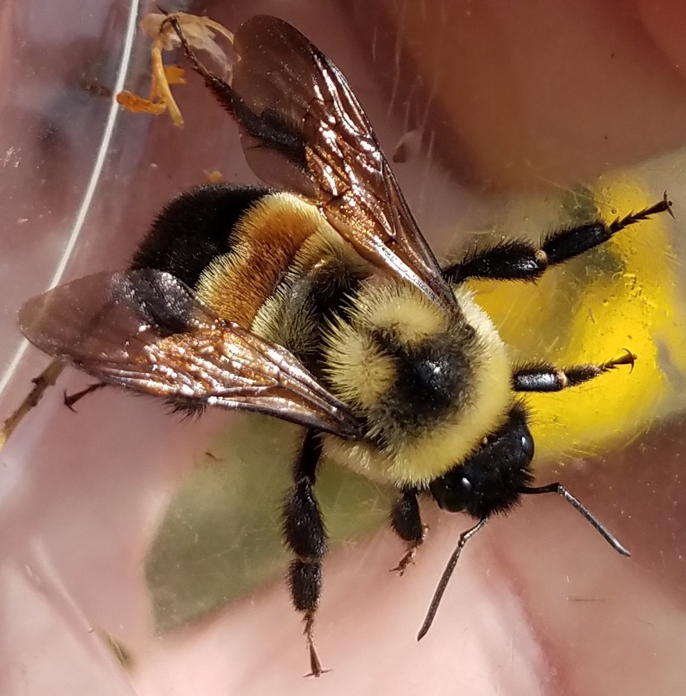 EXT XEN.0011 Midwest Bumble Bee Identification, Ecology, and Conservation